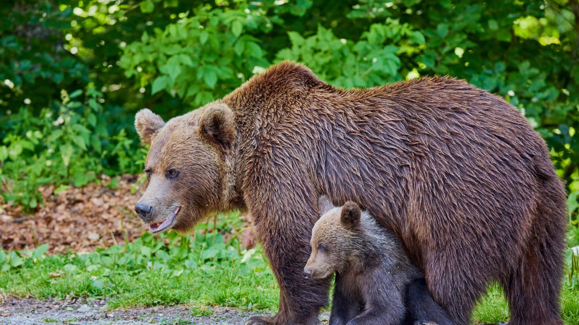 Highlights Siebenbürgens